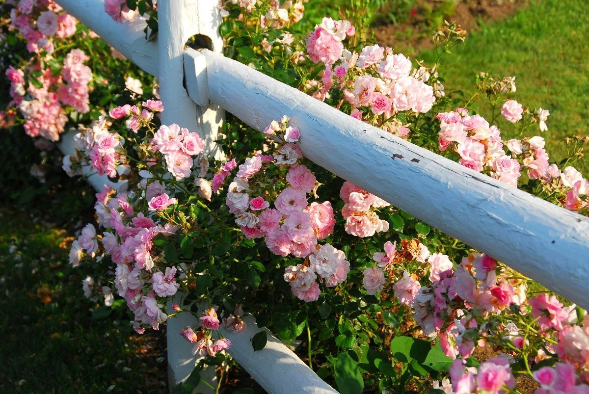 О розах в саду в ландшафтном дизайне: с какими цветами сочетаются, как сажать